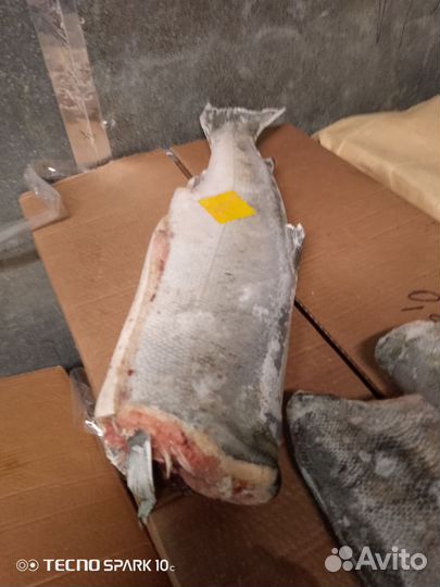 Кижуч дикий лосось свежемороженый