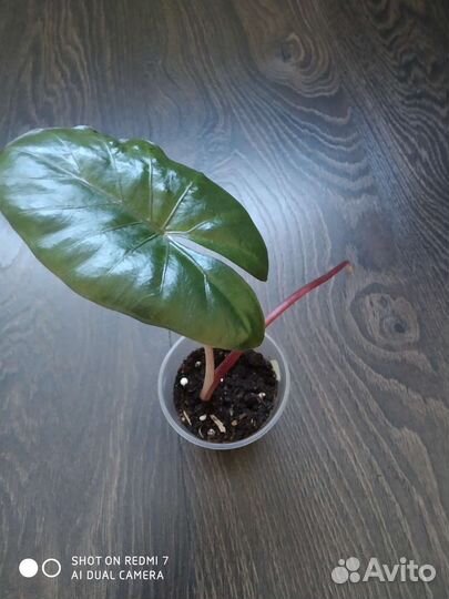 Алоказии ред секрет, Юкатан