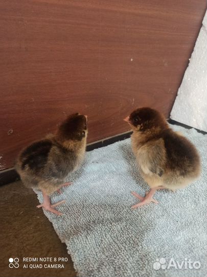 Ия русской хохлатой.Цыплята