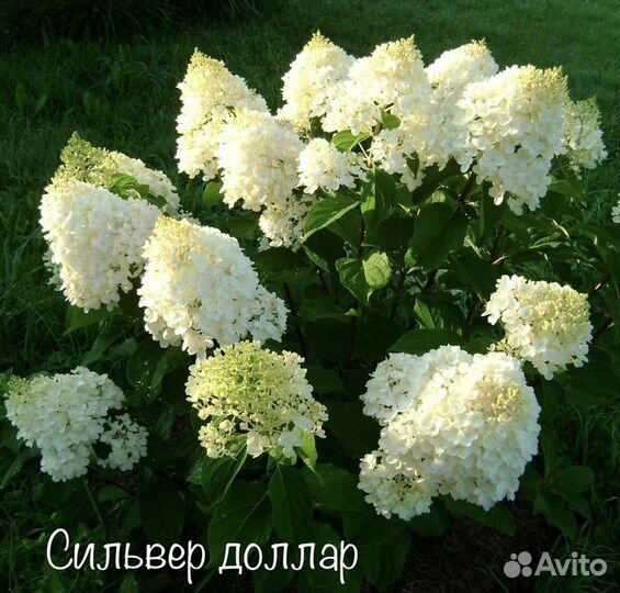 Гортензии метельчатые и древовидные