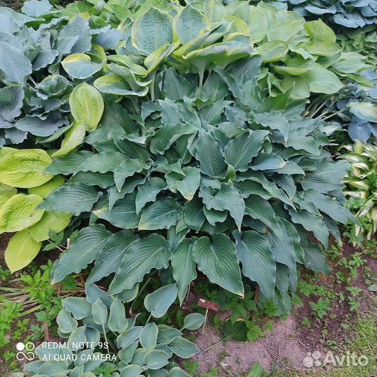 Коллекционные хосты, окс + зкз