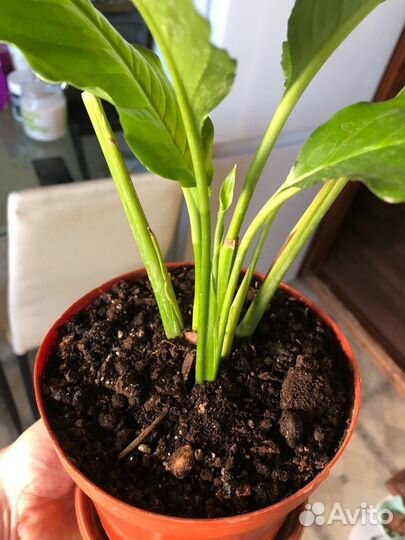 Спатифиллум Свит Лауретта цветет