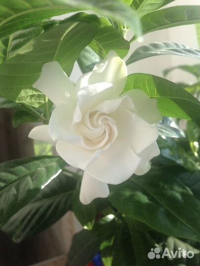 Гардения жасминовидная