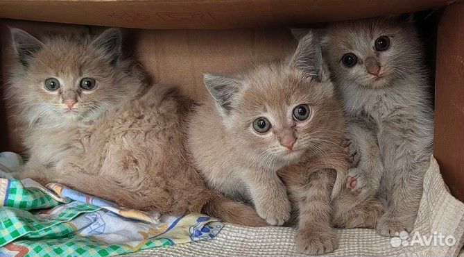 Отдам в добрые руки