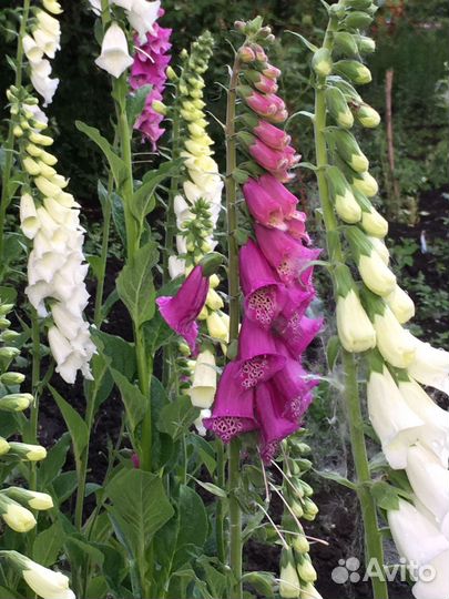 Наперстянка рассада