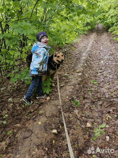 Передержка собак и кошек