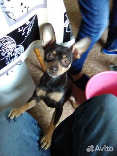 Той-терьер вязка