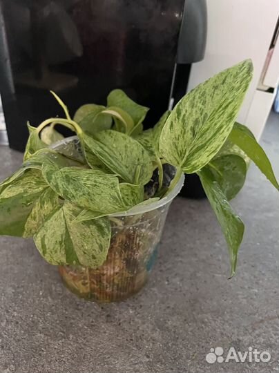 Эпипремнум золотистый и марбл квин