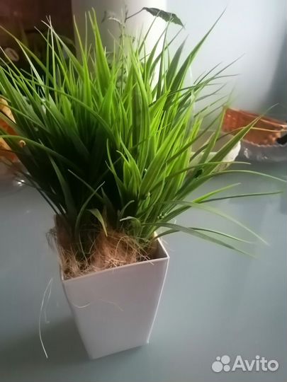 Декоративная трава