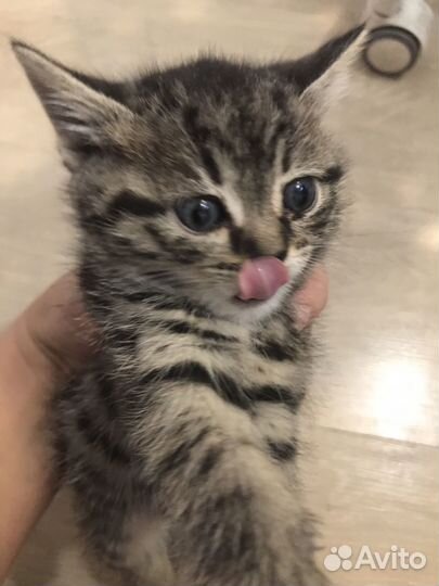 Кошка кот котенок