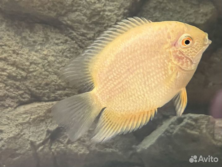 Северум желтый