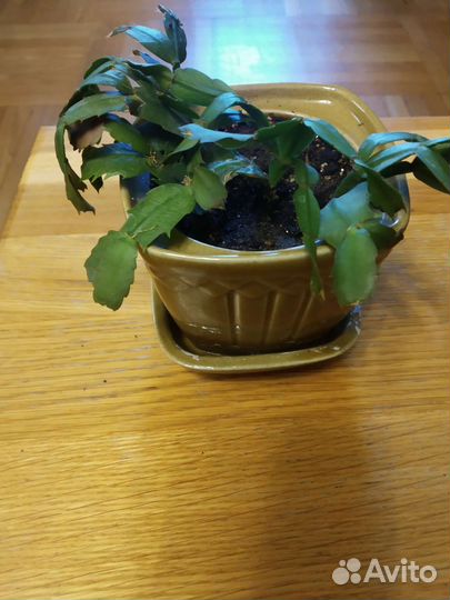 Комнатные цветы и суккуленты