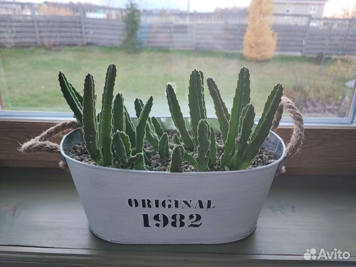 Стапелия. Суккуленты. Кактусы