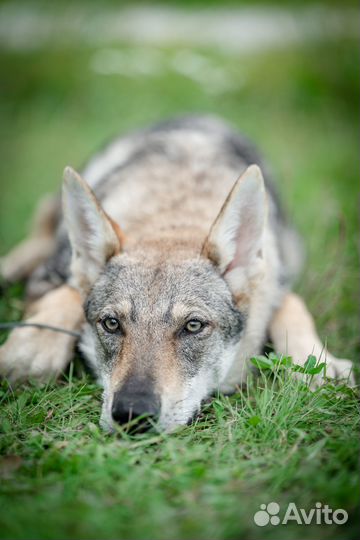 Чехословацкий волк, чехословацкая волчья собака