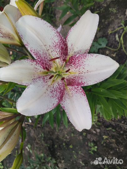 Лилии луковицы