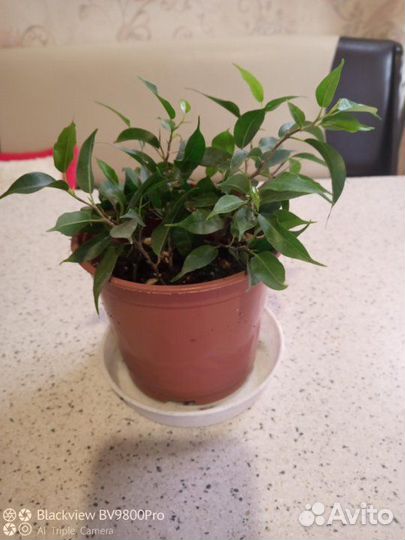 Фикус Бенжамина