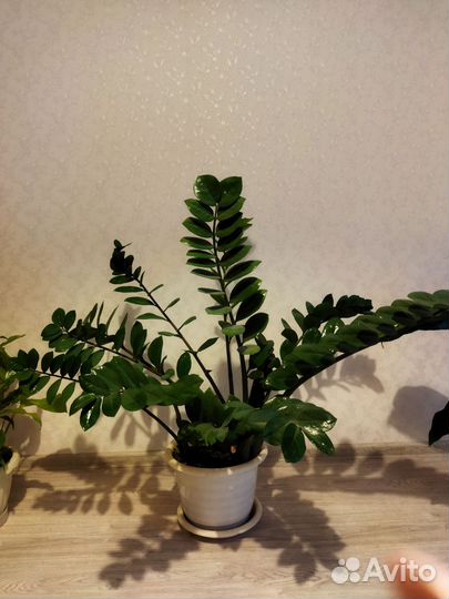 Замиокулькас