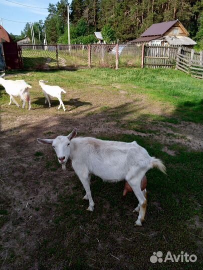 Коза дойная + козлик