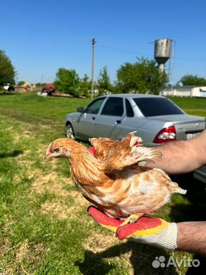 Куры молодки подрощеные