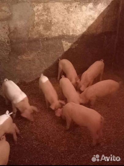 Поросята ландрас+см