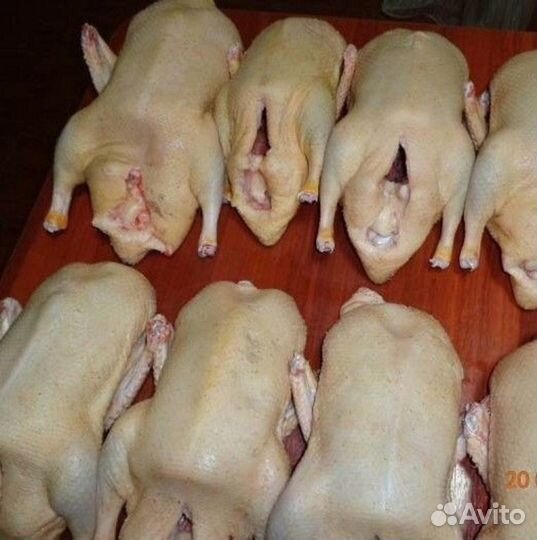 Индейка, бройлер,гусь