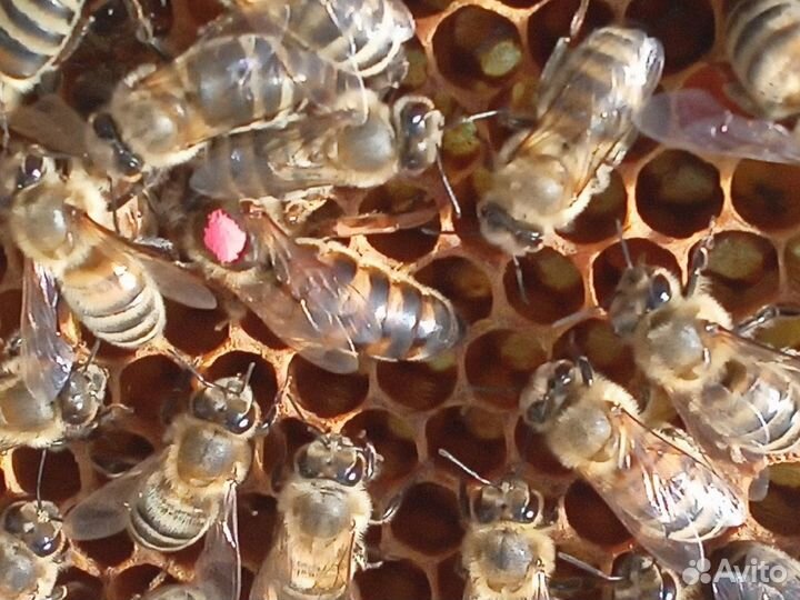 Матки пчелиные 2023, отводки