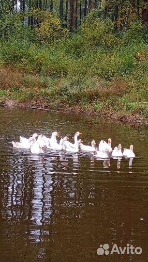 Яйца перепелиные, куриные, гусиные, индюшиные