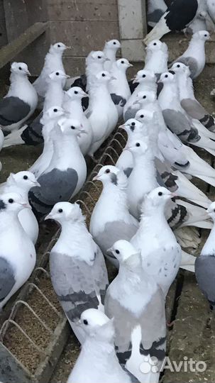 Бойные голуби из Армении, кудули