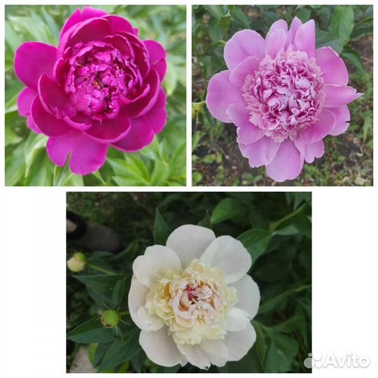 Многолетние цветы и декоративные кустарники