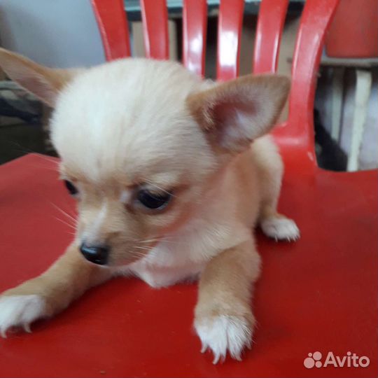 Щенки чихуахуа мини