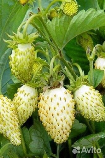 Саженцы белой земляники