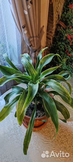 Комнатные цветы