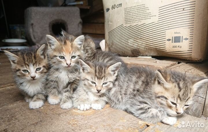 Котята 1.5 месяца