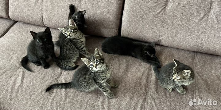 Пантерки и тигрятки в самые добрые руки