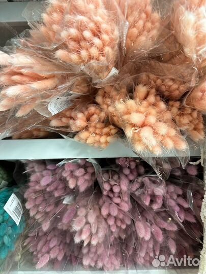 Лагурус, фаларис сухоцветы