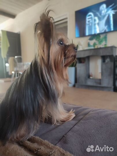 Йоркширский терьер вязка