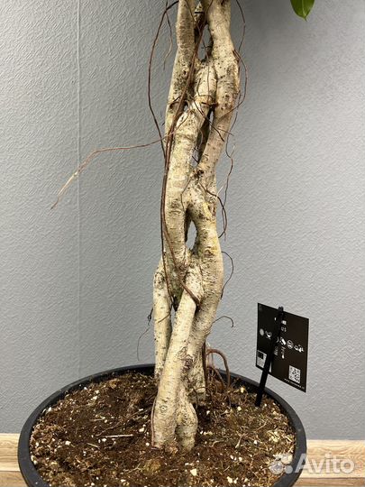 Фикус бенджамина H 130 см