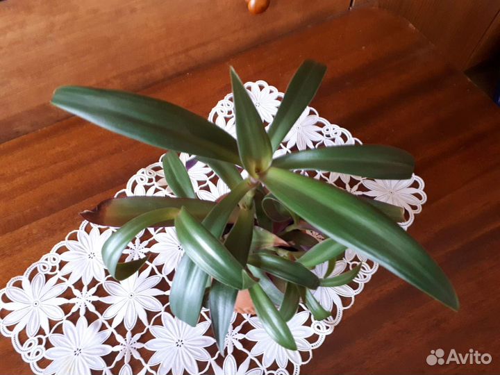 Комнатные растения цветы