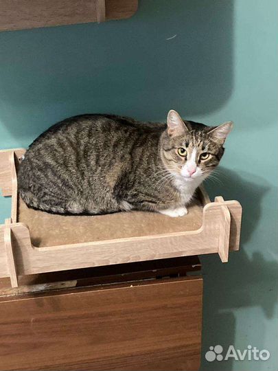 Молодой котик Барсик в добрые руки