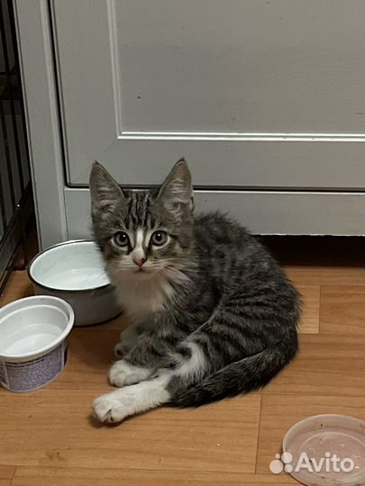 Котёнок