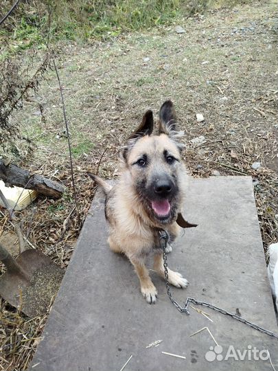 Собака в добрые руки щенок