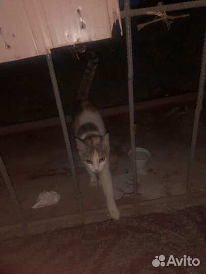 Кошка в дар
