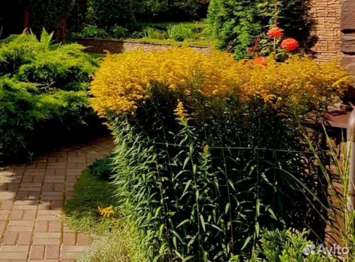 Золотарник. Собираю заказы на осень