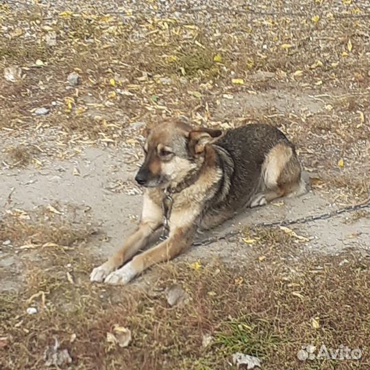 Собачка Альфа останется бездомной