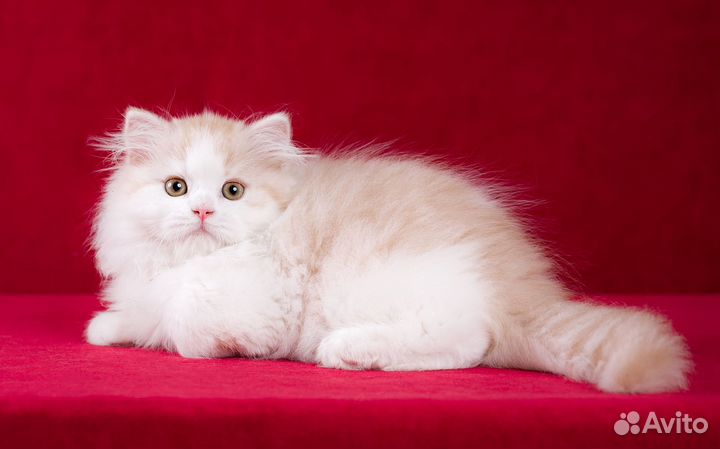 Шотландский прямоухий кот