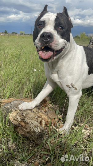 Вязка Американский стаффордширский терьер