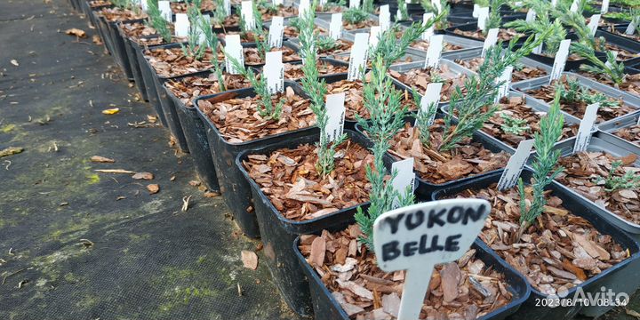 Можжевельник Вилтони Виргинский Блюкарпет Олдголд