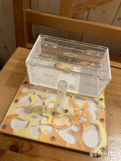 Муравьиная ферма без муравьев