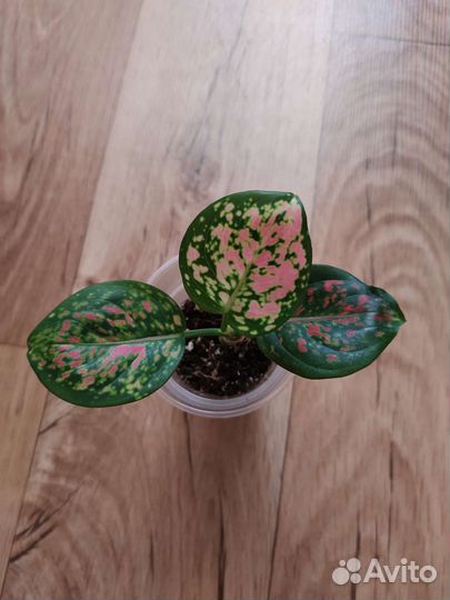 Детки Аглаонемы