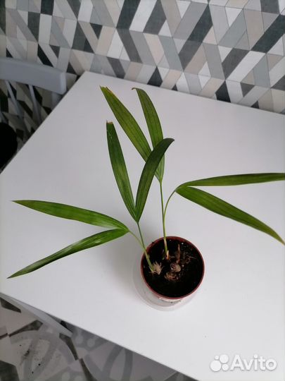 Хризалидокарпус